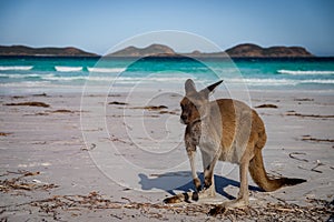 A cute kangaroo on Lucky bay beach in Australia