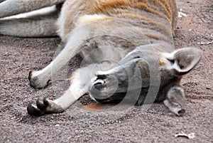 Cute kangaroo lying on the ground
