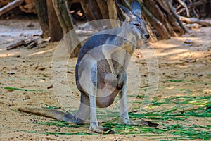 Cute kangaroo marsupial in the public park