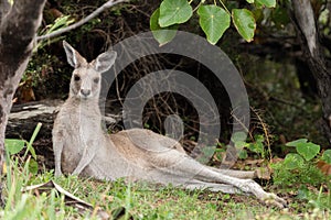 Cute Kangaroo reclining for a rest