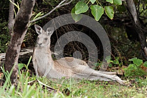 Cute Kangaroo reclining for a rest