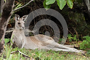 Cute Kangaroo reclining for a rest