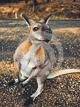 Cute Kangaroo seeking for Attention