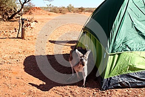Cute kangaroo shelters next to tent in outback Western Australia
