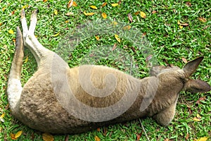 Cute Kangaroo sleeping in the grass