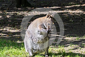 Cute Kangaroo Wallabia Bicolor Watching Portrait in Nature