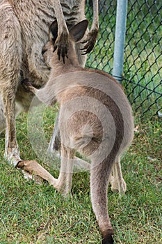 Cute Kangaroo whit his mom