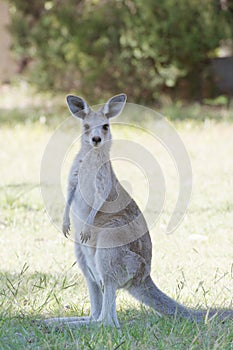 Cute Kangaroo photo