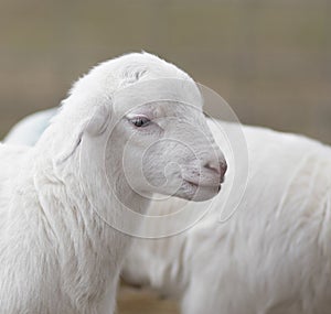 Cute Katahdin sheep lamb