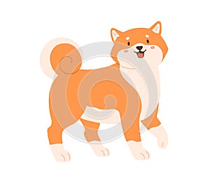 Cute kawaii dog of Shiba Inu breed walking. Friendly adorable puppy with funny muzzle. Japanese Akita doggy. Colored