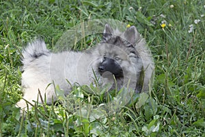Cute keeshond puppy is lying on a green grass in the summer park. Wolfspitz or german spitz. Three month old. Pet