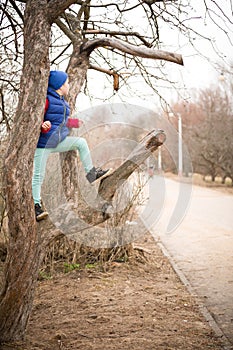 Cute kid boy sitting on the big tree in the park on a spring day. Child climbing the tree in the city garden. Active boy walking.