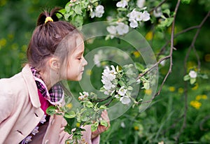 Cute kid girl in a light pink coat sniffs apple tree flowers in spring