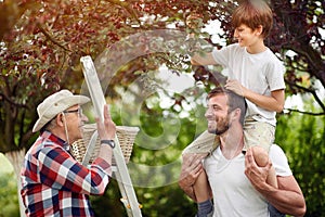 Cute kid picking cherries with his dad and grandpa