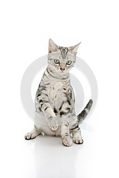 Cute Kiiten American Shorthair is looking