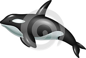 Cute killer whale isolated on white background