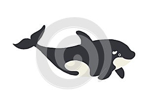 Cute killer whale smiling. Funny orca. Cartoon vector hand drawn eps 10 childrens book illustration isolated on white