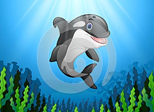 Cute killer whale under water