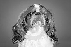 Cute king charles doggy looking at camera, isolated, in black and white