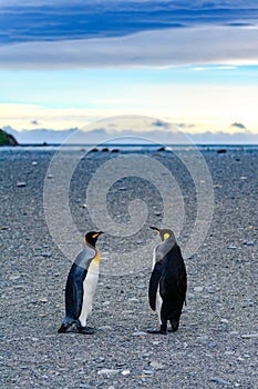 Two king penguins lonely on sunrise at beautiful beach in South Georgia. Early morning, daybreak, Antarctica.