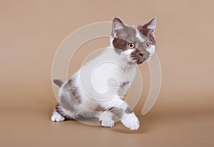 Cute Kitten on a beige background