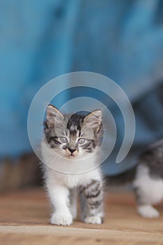 Cute kitten with blue blurred background. Kitten stock photo