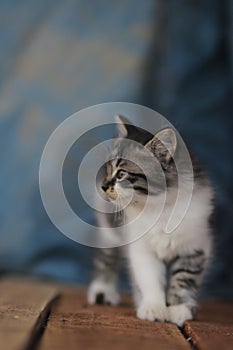Cute kitten with blue blurred background. Kitten stock photo