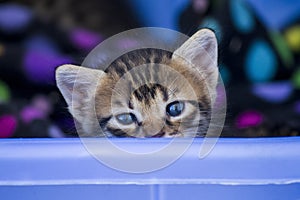 Cute kitten with blue eyes looking over basket