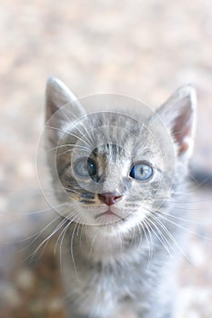 Cute kitten with blue eyes looking up photo