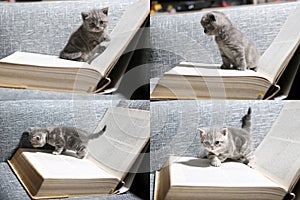 Cute kitten and books, multicam, grid 2x2 screen