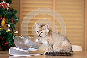 Cute kitten and bowl of cat food on wooden table