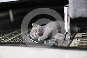 Cute kitten British Shorthair on the carpet