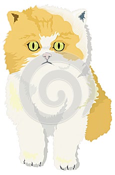 cute kitten cat animal vector illustration transparent background