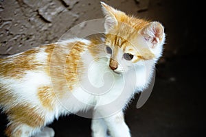 Cute kitten cat close up free image