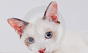 Cute kitten cat isolated on white background blank web banner template and copy space