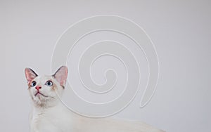 Cute kitten cat isolated on white background blank web banner template and copy space