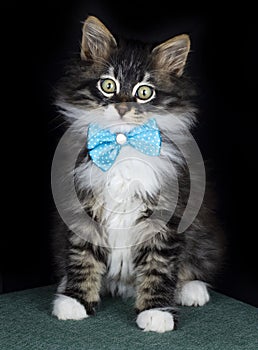 Cute kitten cat, pet animal. Longhair norwegian forest kitten