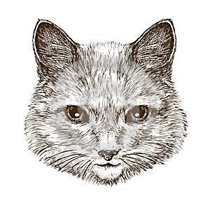 Cute kitten. Cat, pet animal sketch. Vintage vector illustration