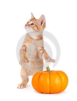 Cute kitten caught stealing a mini pumpkin on white.