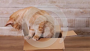 Cute kitten chewing on cardboard box