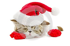 Cute kitten with christmas hat and scarf on isolated white background