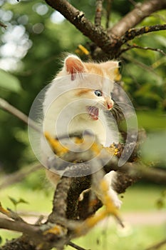 Cute kitten climbing tree and meowing funny