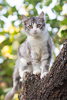 Cute kitten climbs a tree trunk in the garden, a curious pet walking, hunting and playing outdoors in summer