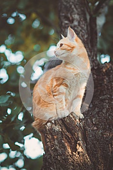 Cute kitten climbs a tree trunk in the garden, a curious pet walking, hunting and playing outdoors in summer