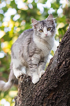 Cute kitten climbs a tree trunk in the garden, a curious pet walking, hunting and playing outdoors in summer