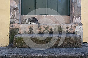 A cute kitten eating food next to a door