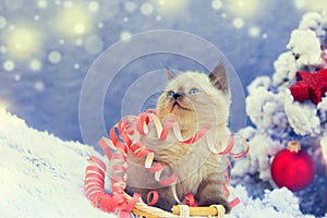 Cute kitten entangled in Christmas streamer