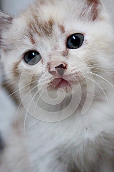 Cute kitten expression