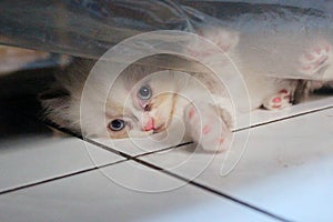 Cute kitten expression hiding