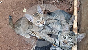 cute kitten expression when photographed